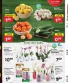 Lidl akcija Sveže za začetek tedna do 22. 3.