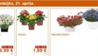Lidl akcija cvetja