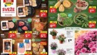 Lidl akcija Sveže za začetek tedna do 13. 7.